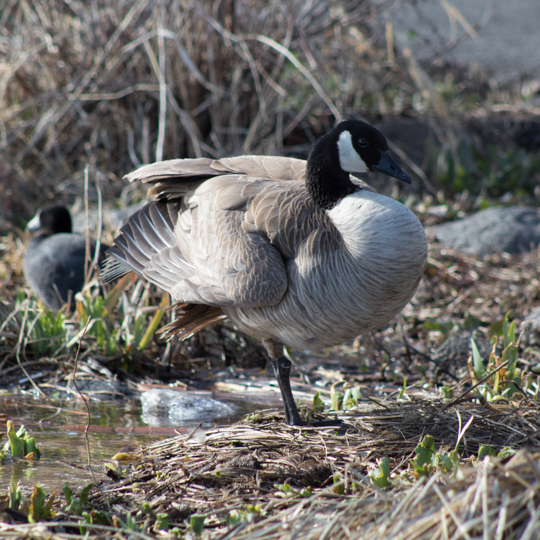 Canada Goose